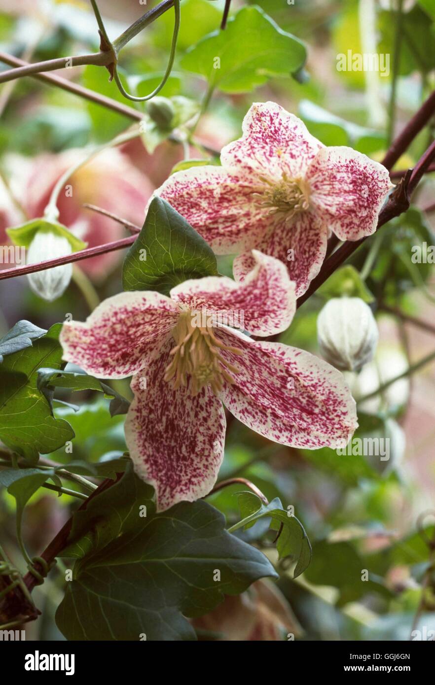Clematis cirrhosa - `Freckles' AGM   CLE106385 Stock Photo